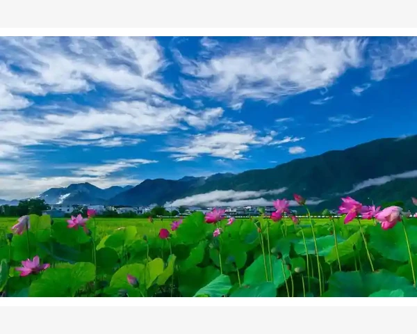 夏日脾胃虚寒，当吃什么肉？